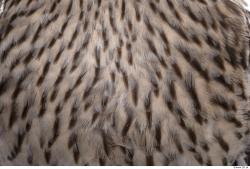 Photo Textures of Animal Skin